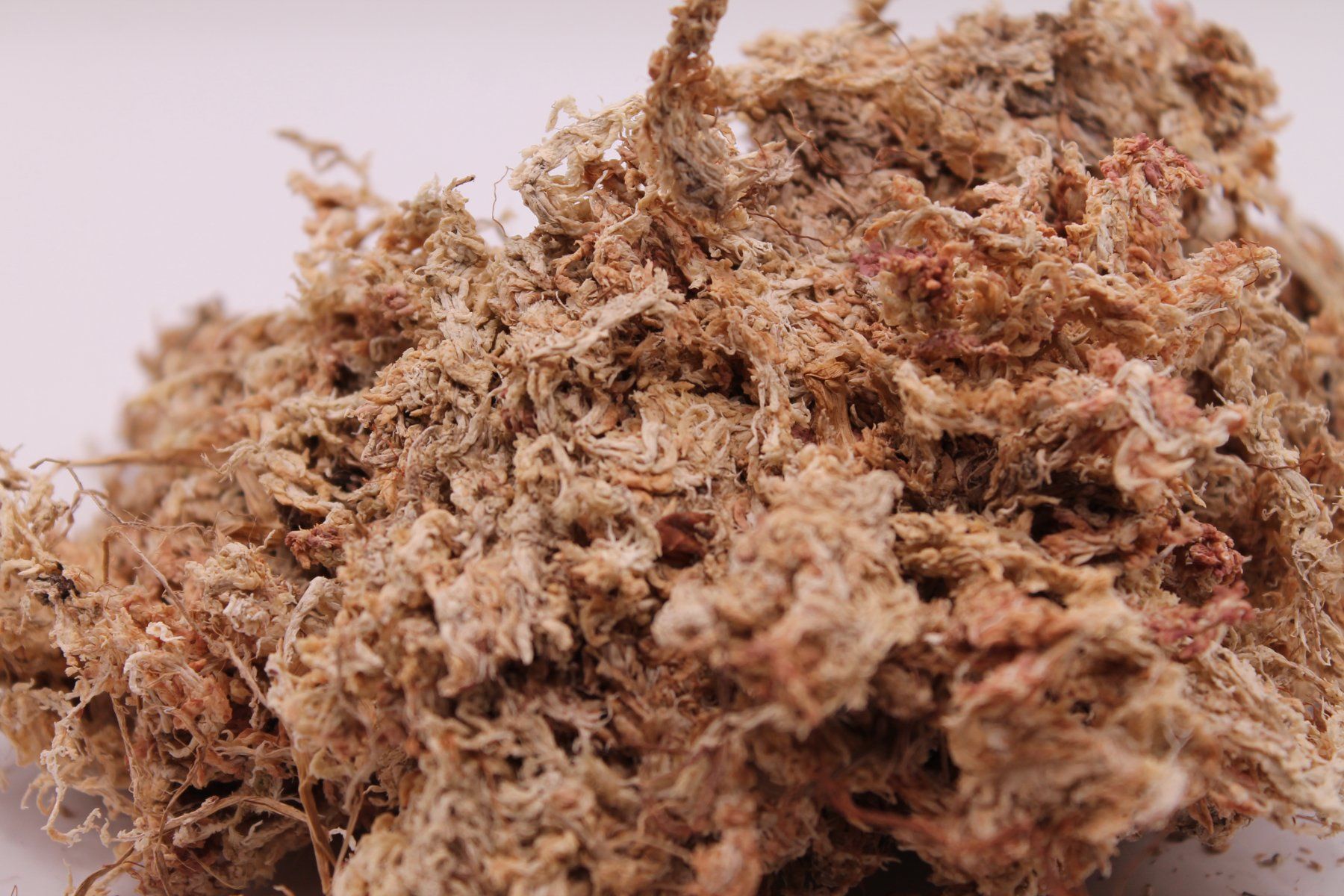 Piante & sementi: Sphagnum Moos Trocken - 100g – Nuovo (secondo la descrizione) da Wattwil venduto da ooros 1