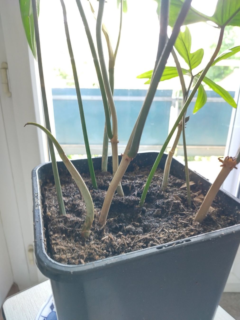 Piante & sementi: Philodendron pedatum – Usato da Jona venduto da Argus36 5