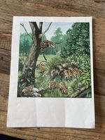Druck Wildschweinbache mit Frischlingen