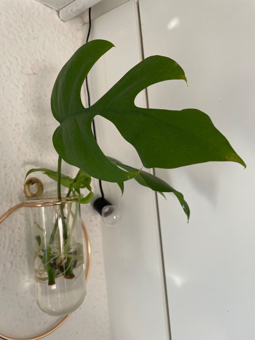 Plantes & graines: Monstera Minima Stecklinge – D'occasion à Zürich par mar_xfn9