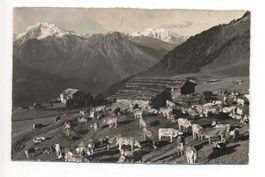 RIEDERALP ob Mörel Alphütte mit Kuhherde