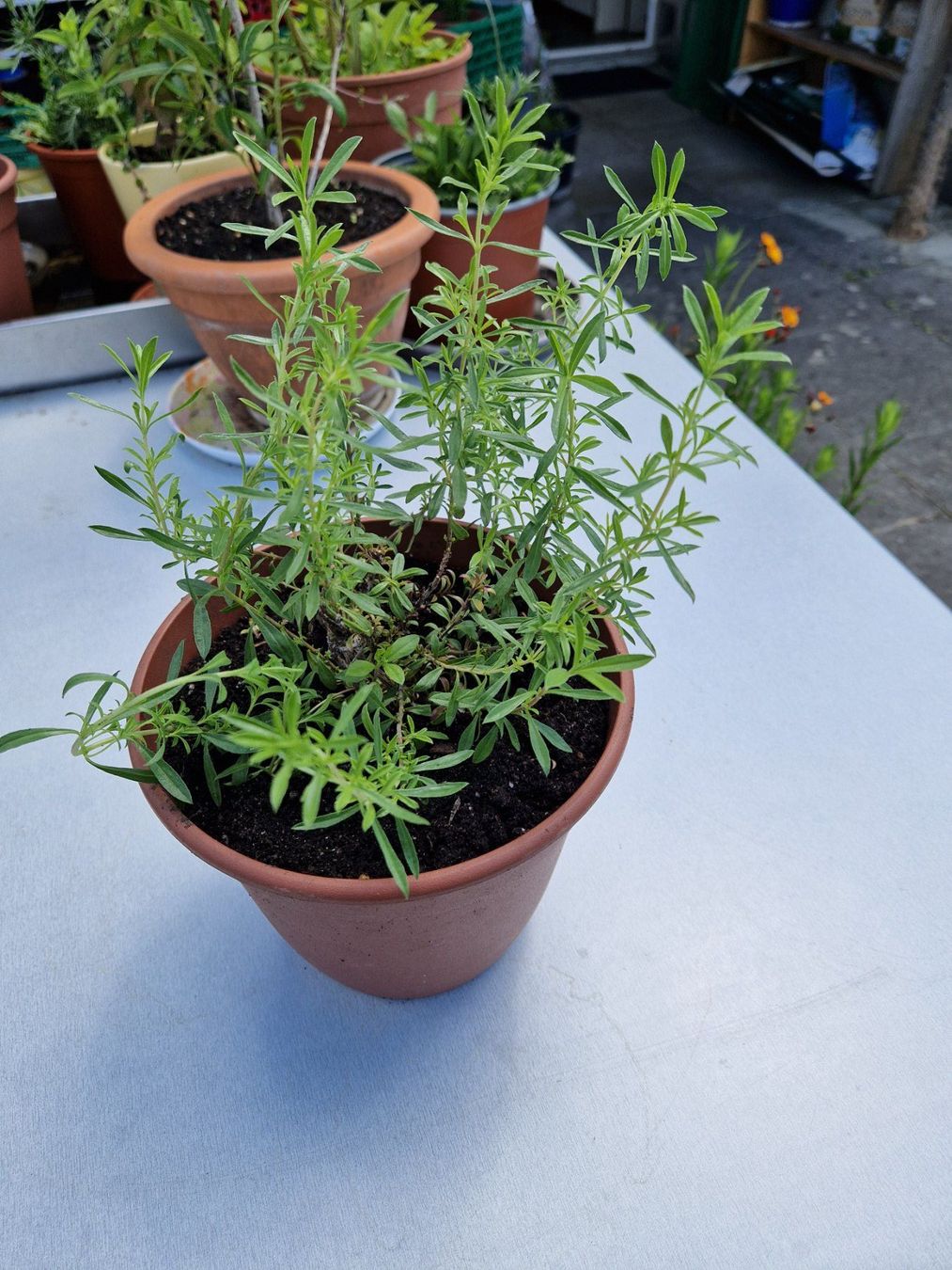 Piante & sementi: Balkon-/Gartenpflanze, Kräuter: Bohnenkraut – Usato da Münchenbuchsee venduto da Aare22 1