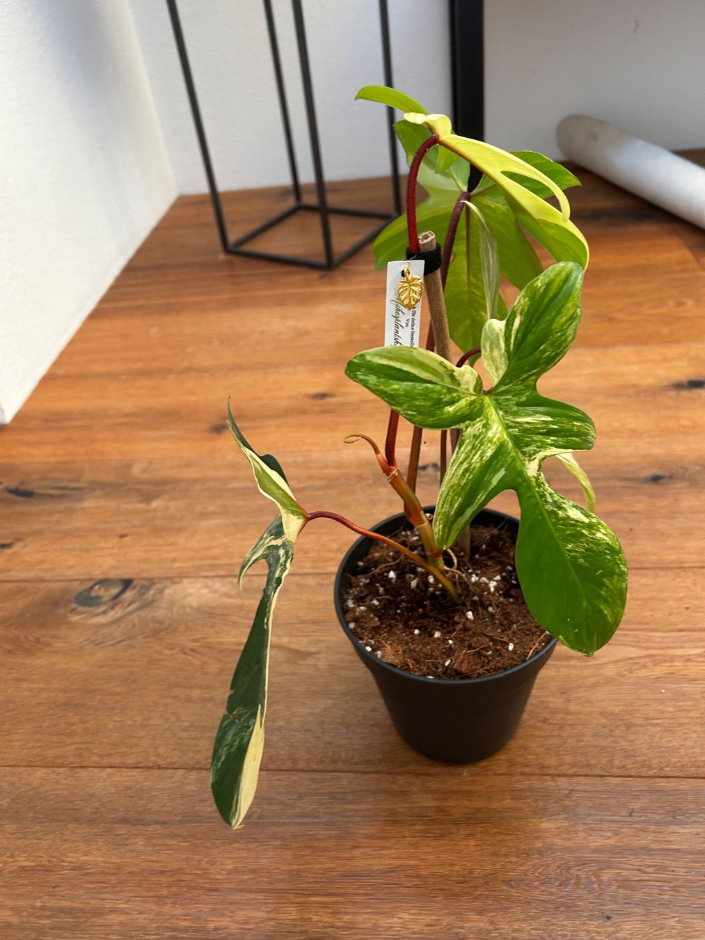 Pflanzen & Samen: Philodendron Florida beauty💛 – Gebraucht aus Wattwil von Mikesplantshop 2