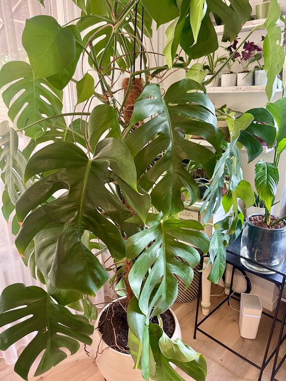 Wunderschne groe Monstera Deliciosa  ca. 2 m hoch  (Neu und  originalverpackt) in Adliswil fr CHF 199  nur Abholung auf Ricardo kaufen