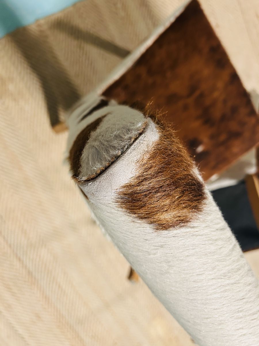Stühle: Kuhfell Stühle 2x – Gebraucht aus Hagendorn von matisse01 8