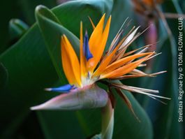 Strelitzia Reginae - kräftige Bio-Nachzucht - eigene Aussaat