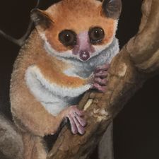 Profile image of Skydrak91