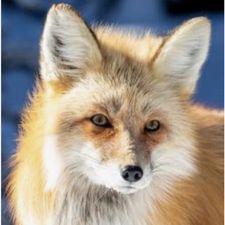 Profile image of AntiqueFox