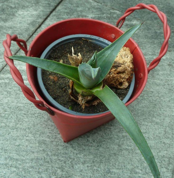 Aloe Vera / Agave / Pflanze Kaufen auf Ricardo