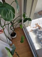 Monstera Zimmerpflanze 80 cm