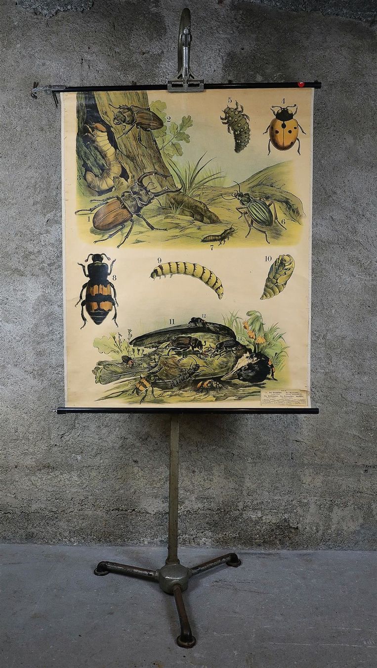 Posters & Illustrations: Schulwandbild "Käfer, Hirschkäfer" – D'occasion à Birrwil par brandschatz_birrwil