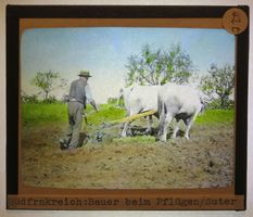 Glasdia farbig: Frankreich - Pflügen mit Ochsen, 1930
