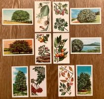 1966 - 12 Vintage TREES IN BRITAIN Sammelbilder England