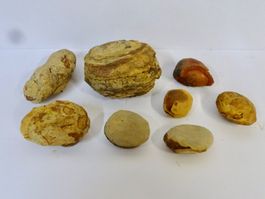 ungeöffnete Knollen EISENSTEIN FOSSIL MAZON CREEK USA