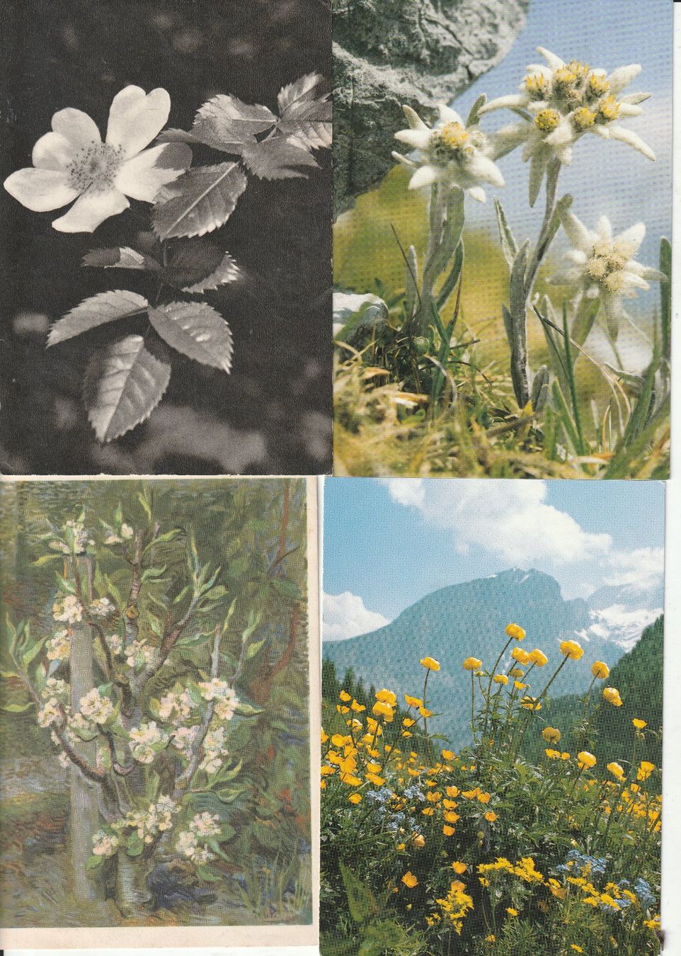 Cartoline postali: 40 Blummenkarten – Usato da Lumbrein venduto da made02 3