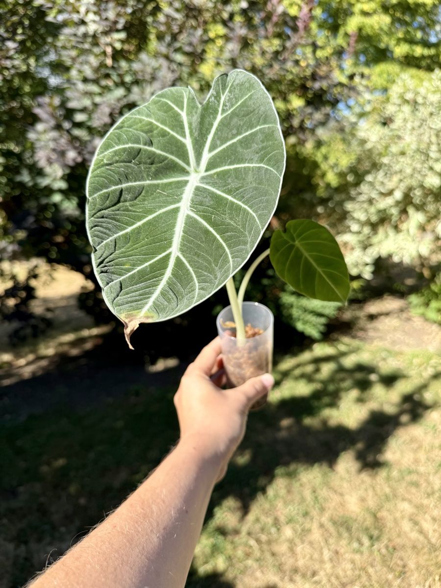 Pflanzen & Samen: Alocasia Black Velvet  – Neu (gemäss Beschreibung) aus La Tour-de-Trême von LyAmy 1