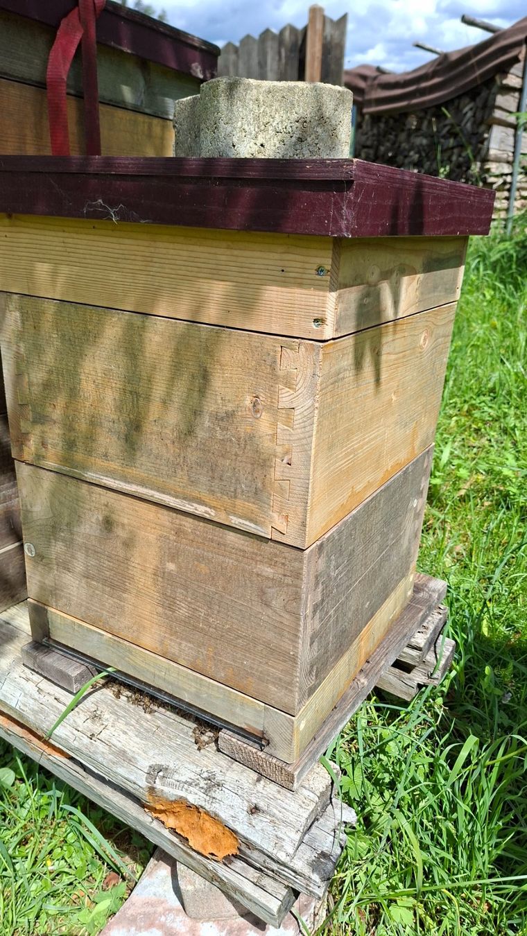Alveari: Ableger- Jungvolkmagazine mit Bienen – Usato da Gibswil venduto da Schufi2 1