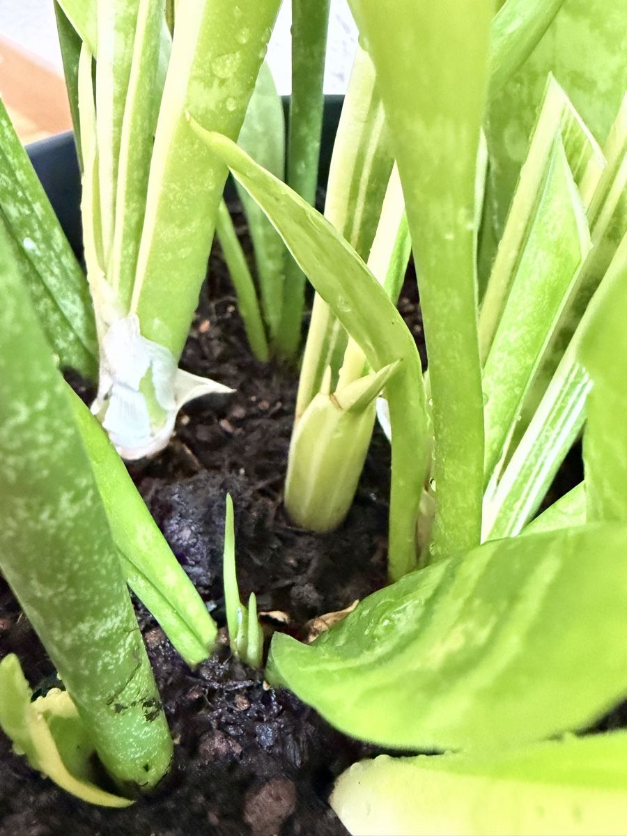 Plantes & graines: Bogenhanf Sansevieria im Topf  – D'occasion à Baar par annasorbian 1