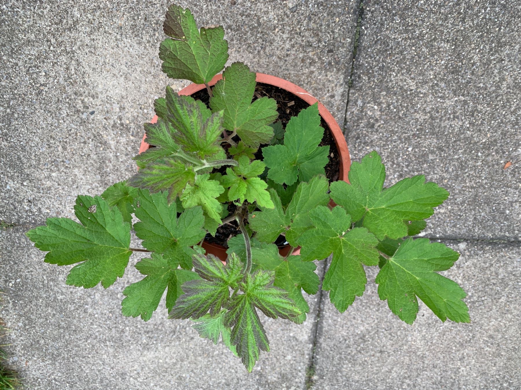 Piante & sementi: 2 Herbstanemonen rosa - Gartenpflanze winterhart – Nuovo (secondo la descrizione) da Auenstein venduto da mar_8mxd 8