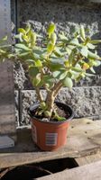 Crassula sukkulente Pflanze für den Kaktusgarten