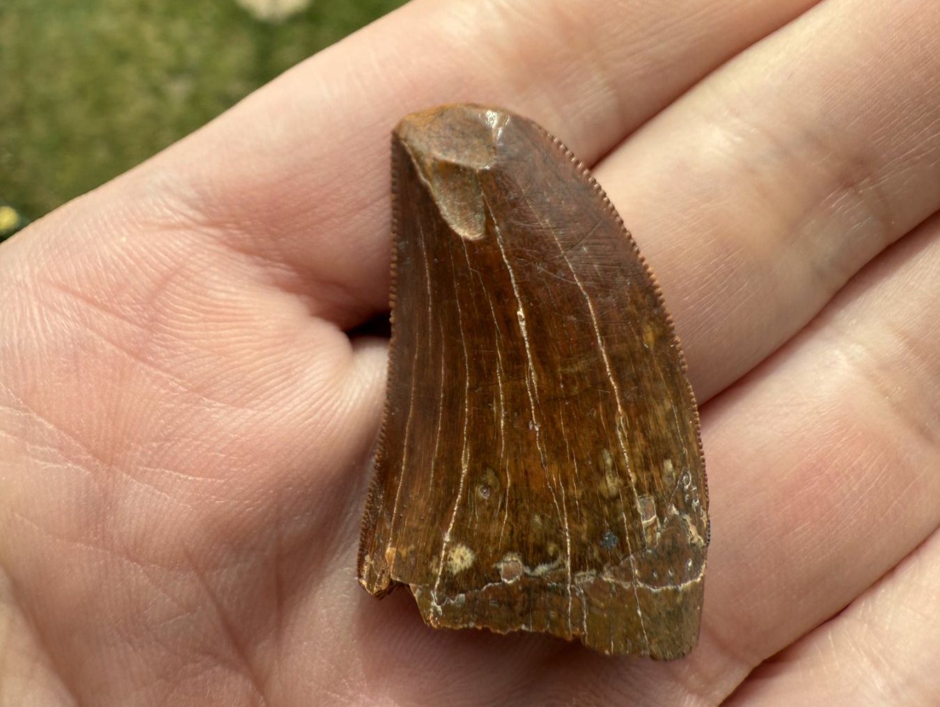 Fossili: Raubsaurierzahn Carcharodontosaurus saharicus – Usato da schüpfen venduto da rica122