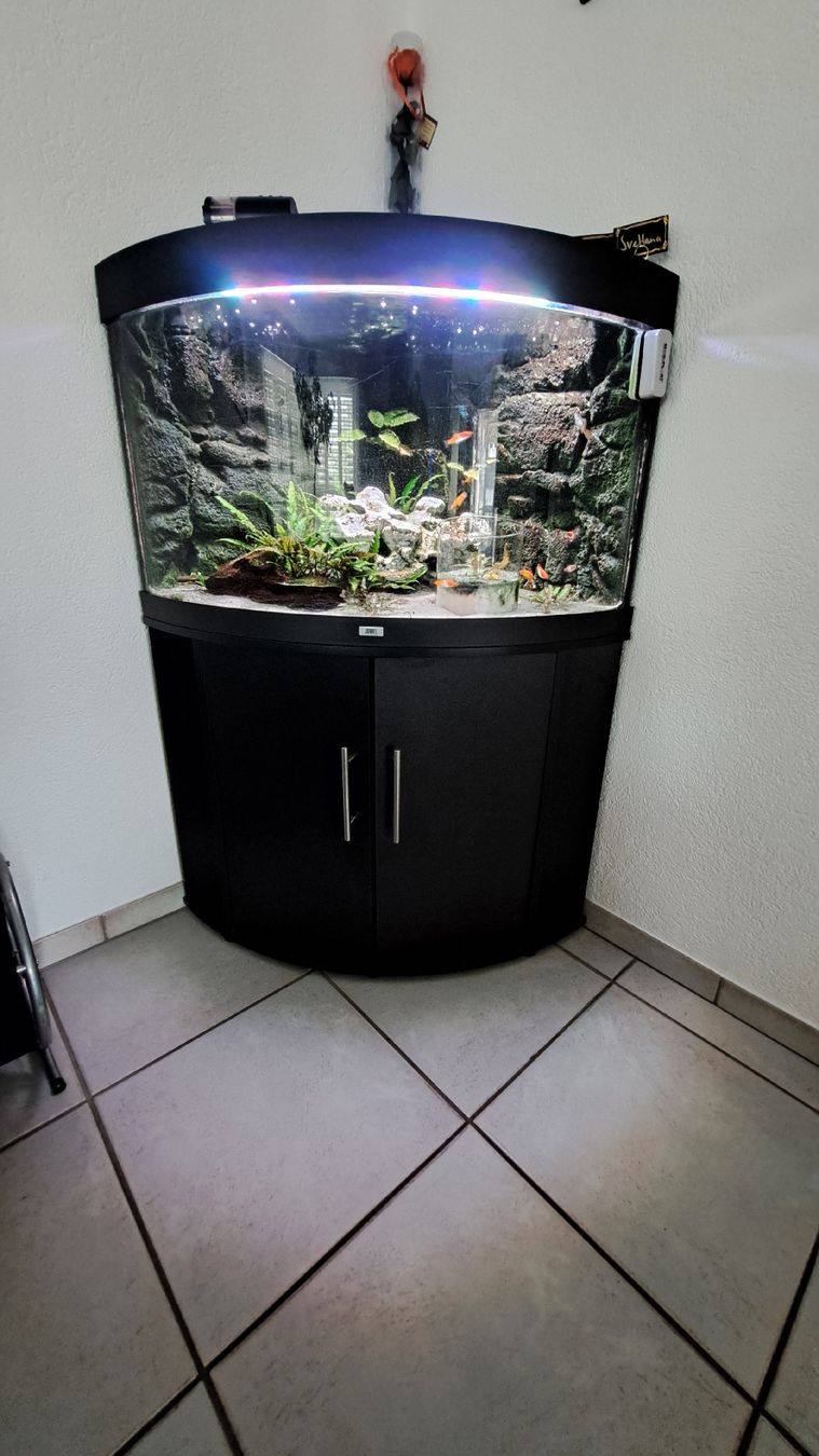 Acquari: aquarium  – Usato da Wildegg venduto da miasofanis