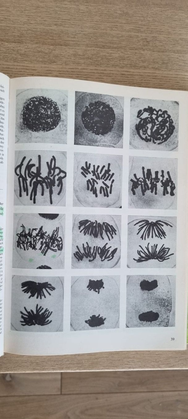Libri: Biologie Linder - J.B. Metzler – Usato da Spiegel b. Bern venduto da sus_xj97 5