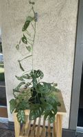 Monstera adansonii - gesunde kräftige Pflanze