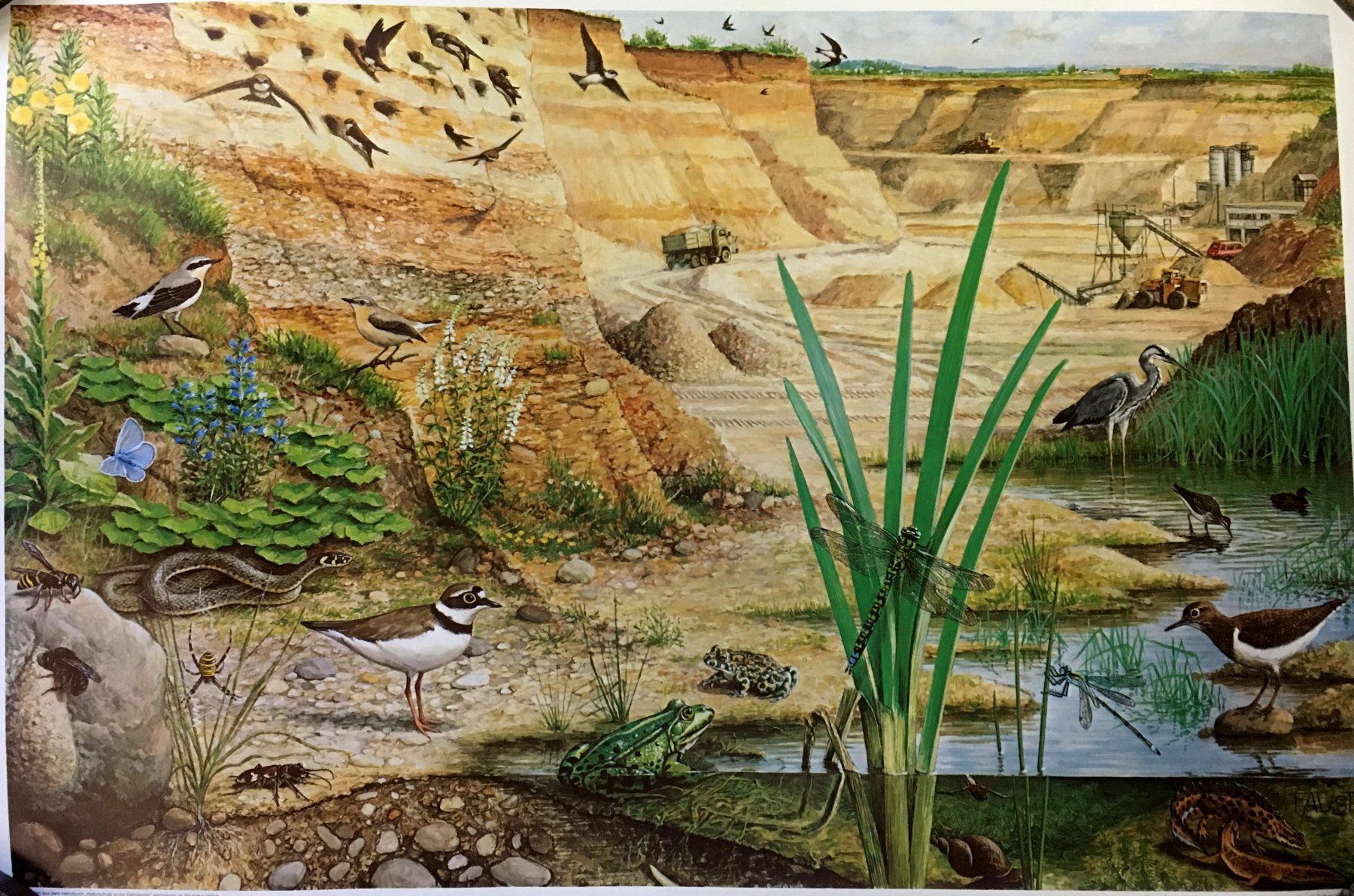 Foto & Immagini: 4 Bilder aus "Naturschutz in der Gemeinde" (1985) – Nuovo (secondo la descrizione) da Zürich venduto da Derrick8 1