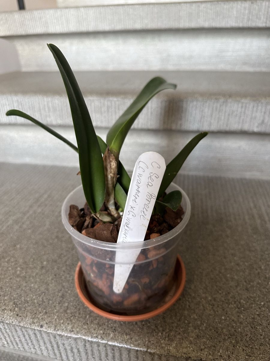Piante & sementi: Cattleya.  Orchidee – Usato da Bern venduto da womiman 1