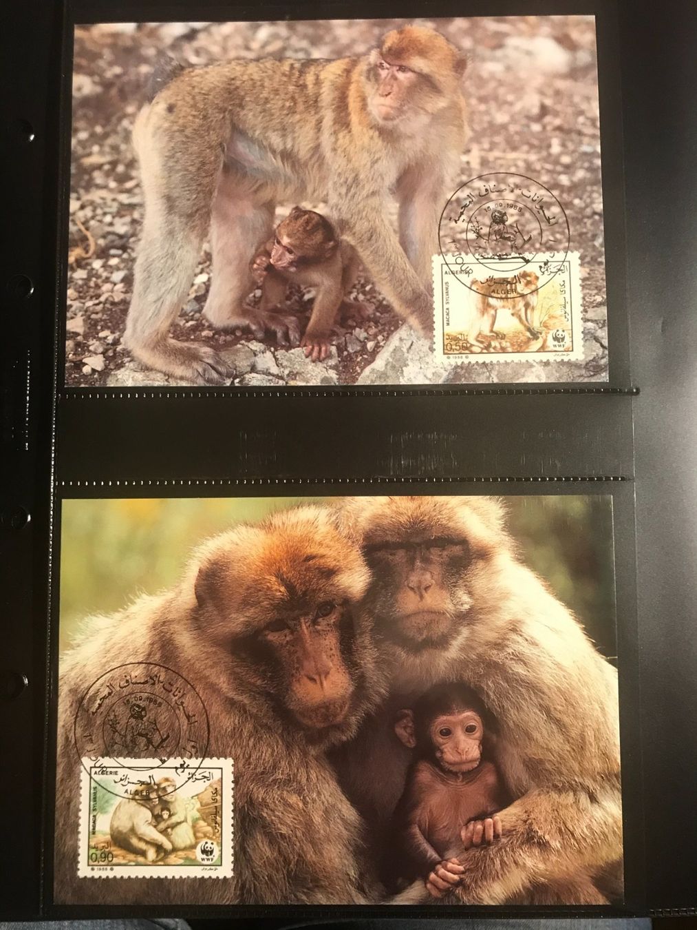 Tutti i francobolli: Algerien 1988 Satz WWF Berberaffe Maximumkarten – Nuovo (secondo la descrizione) da Liestal venduto da schnueps 1
