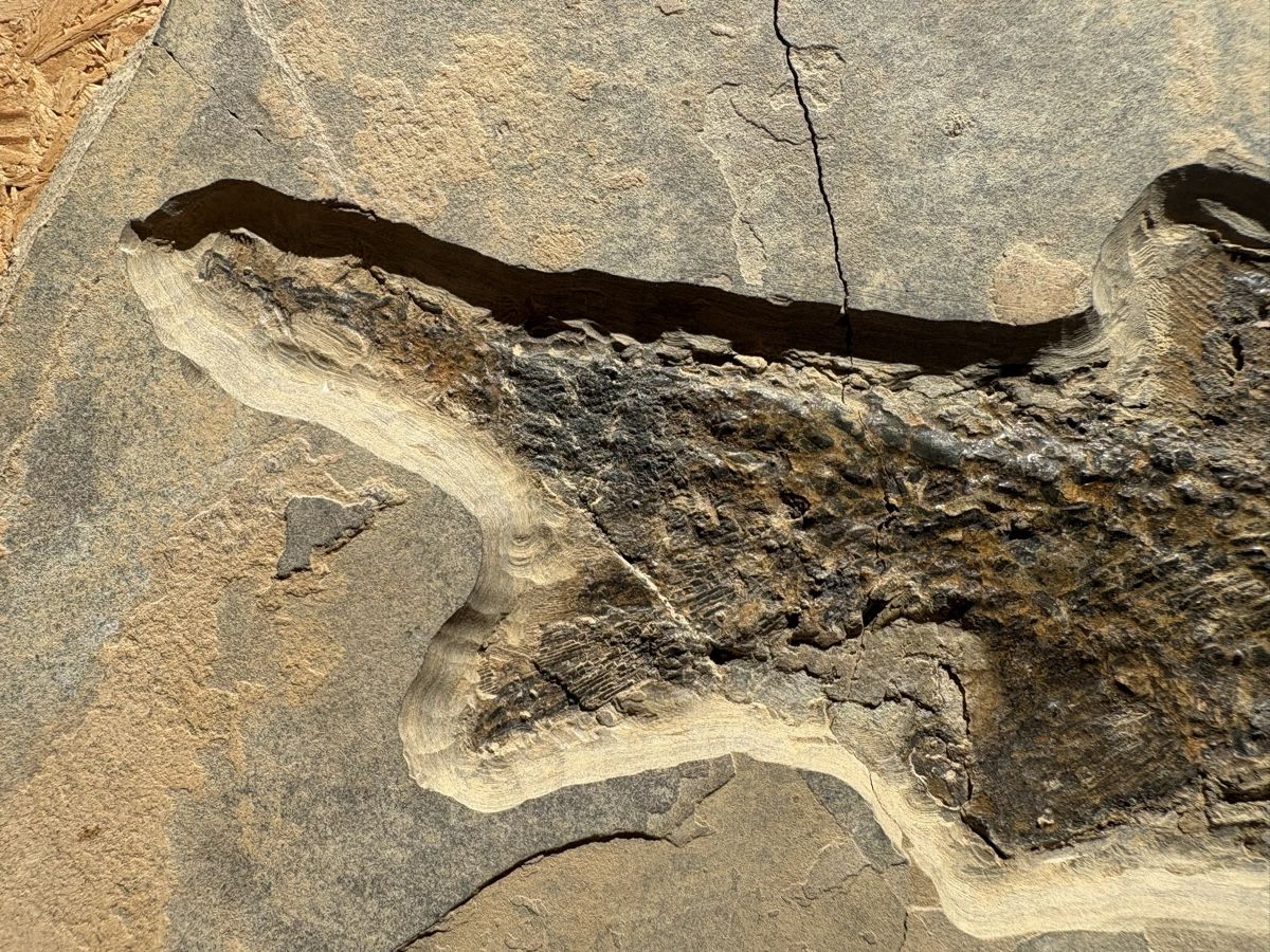 Fossilien: Fossiler Fisch – Gebraucht aus Biel/Bienne von nimmes 3
