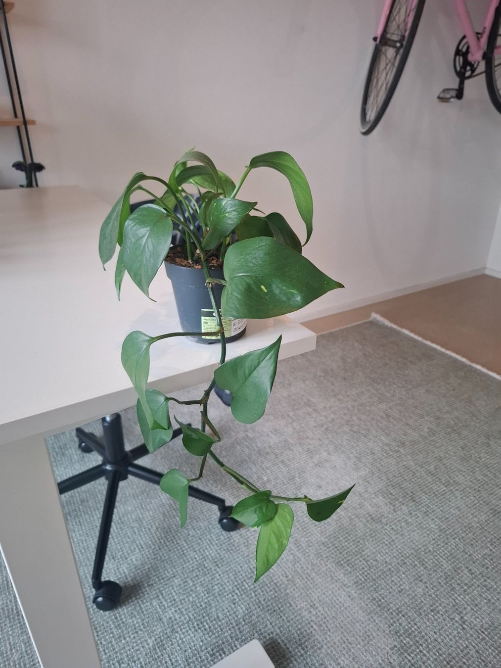 Piante & sementi: Pothos Golden – Usato da Winterthur venduto da fahrnera