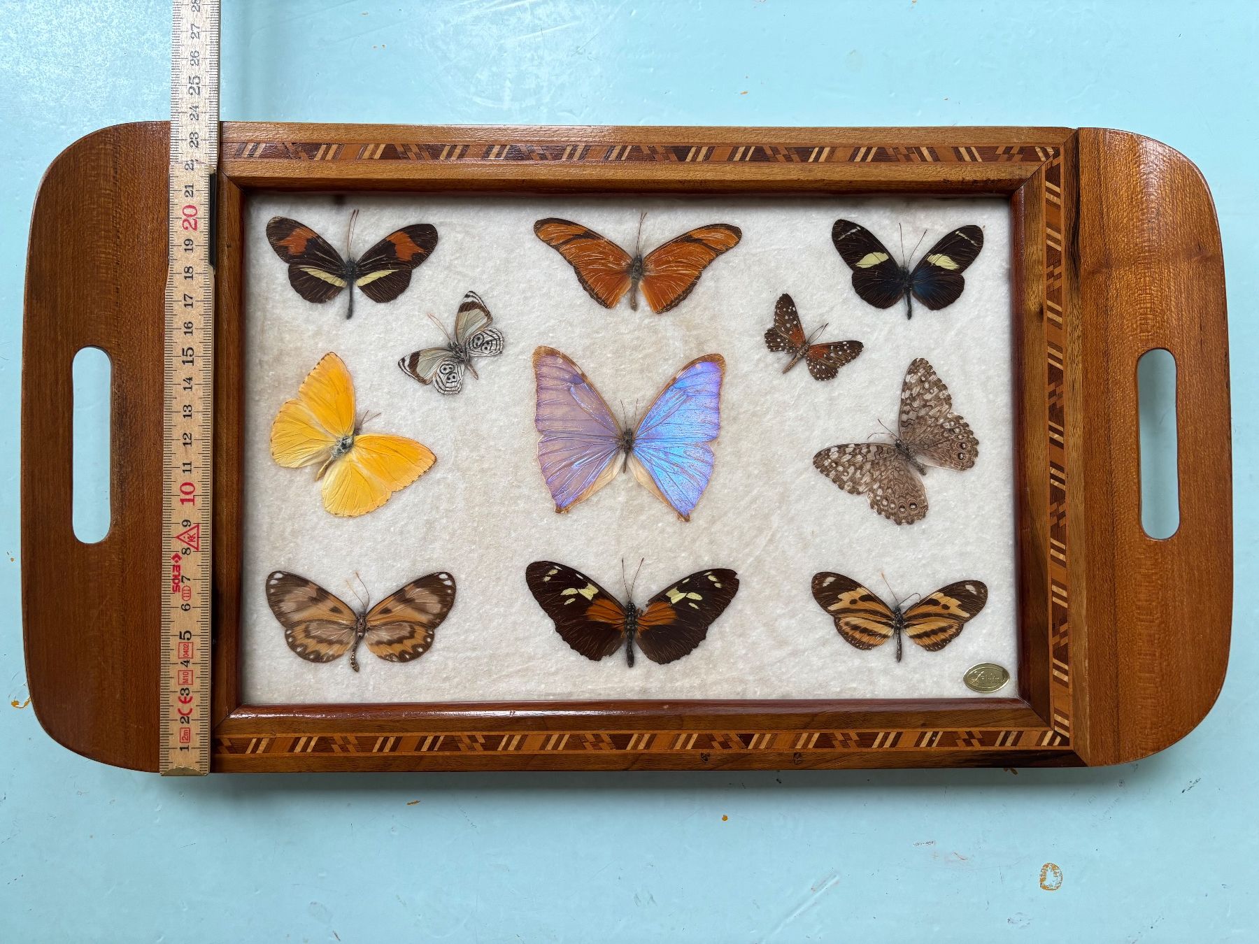Alle Dekorationen: echte Schmetterlinge hinter Glas – Gebraucht aus Zürich von LOT78 2