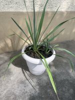 YUCCA Immergrüne & winterharte Garten-Yucca 75cm