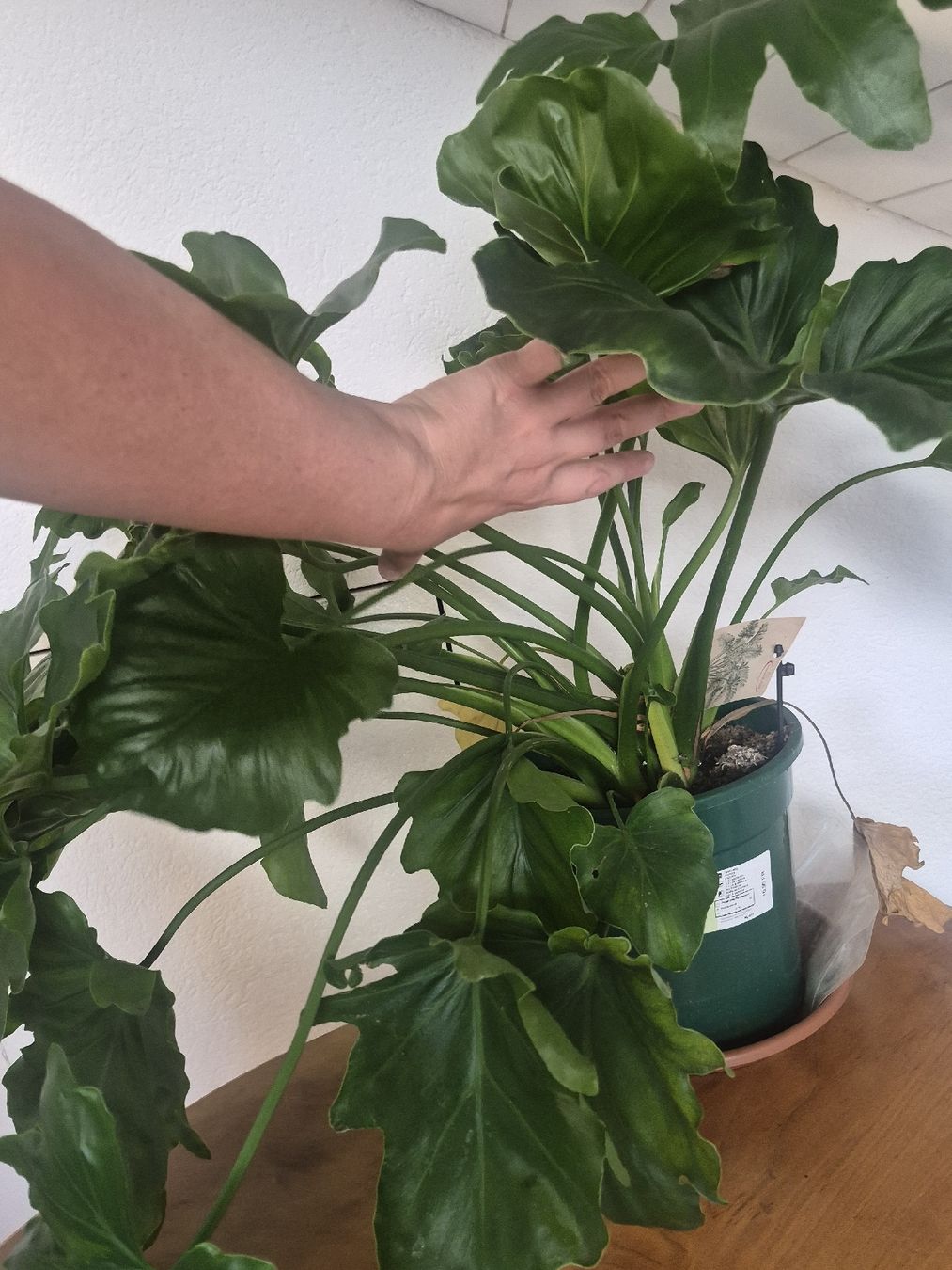 Pflanzen & Samen: Zimmerpflanze Philodendron Selloum – Gebraucht aus Frauenfeld von mel_2gqy 2