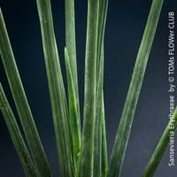 Sansevieria Erythraeae - botanische Form aus Äthiopien