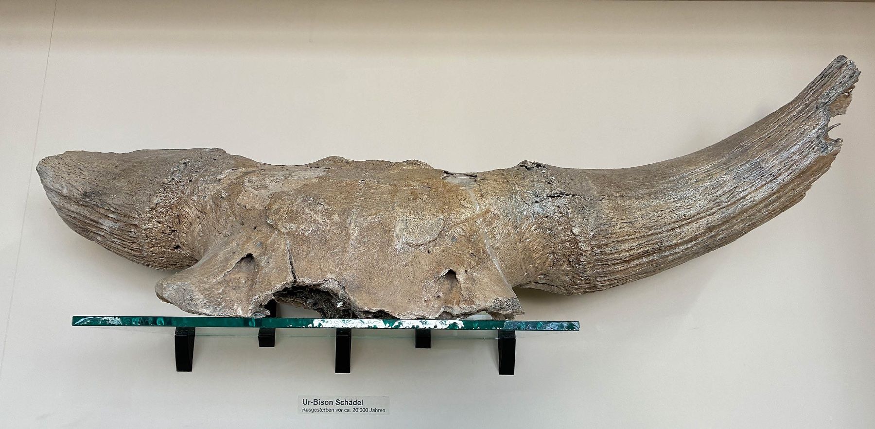 Tutte le decorazioni: Original Schädel eines Ur-Bisons ca. 25000 Jahre. – Usato da Bäretswil venduto da robsonantik