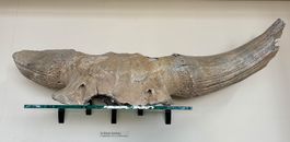 Original Schädel eines Ur-Bisons ca. 25000 Jahre.