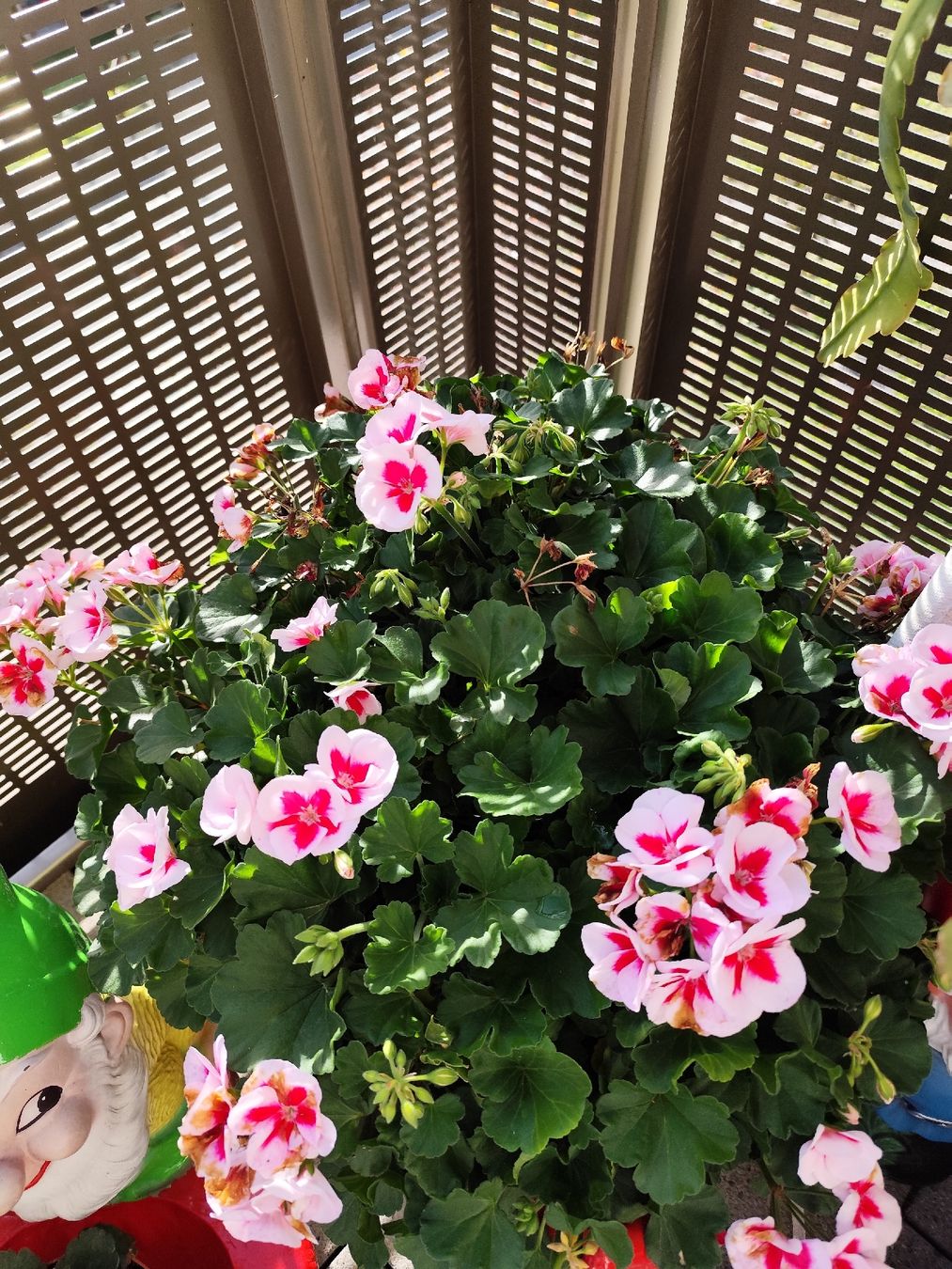 Pflanzen & Samen: Geranium Busch  – Gebraucht aus Grossdietwil von bie_2bn5