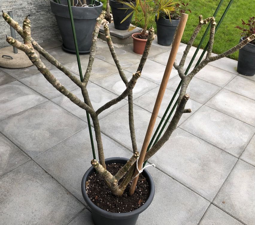 Blumen Frangipani Plumeria pflanzen Topf Gartenpflanze Kaufen auf Ricardo