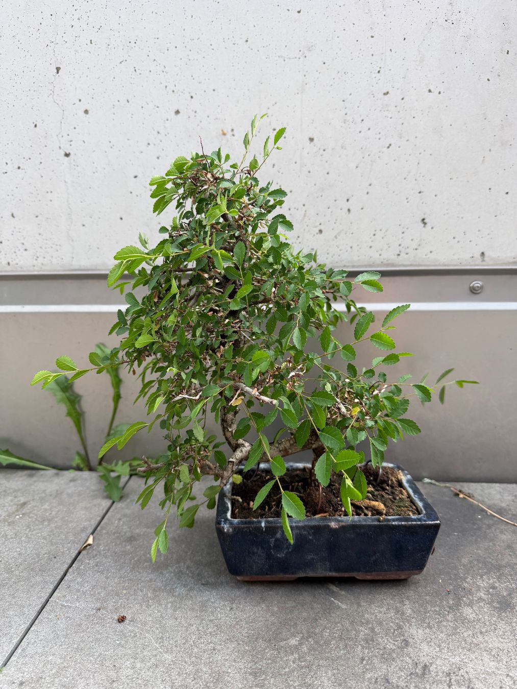 Piante & sementi: Bonsai Chinesische Ulme – Usato da Ennetbaden venduto da miboo