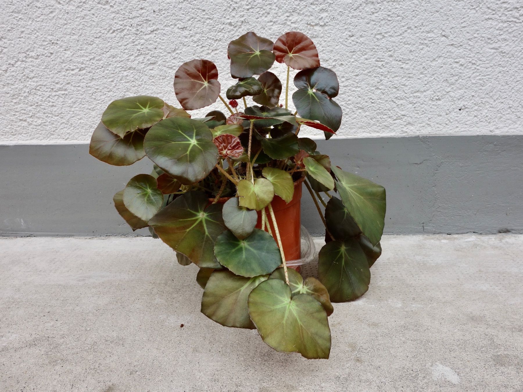 grosse Begonie Elefantenohr-Begonie Beefsteak-Begonie Kidney (Neu (gemss  Beschreibung)) in Kerzers fr CHF 75  nur Abholung auf Ricardo kaufen