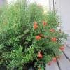 GRENADIER NAIN ! SUPERBE BONSAI !  (3x pré-bonsai)
