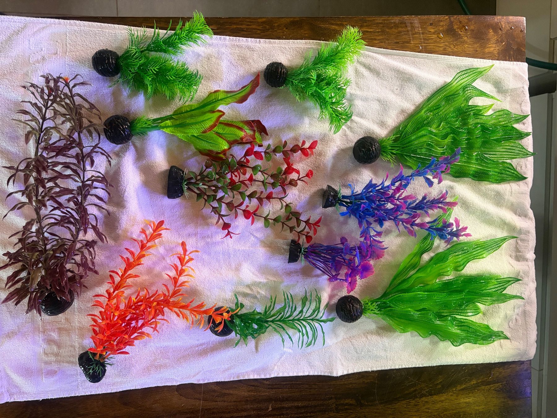 Piante & sementi: Aquarium Pflanzen – Usato da Thusis venduto da joy_q2gl 1