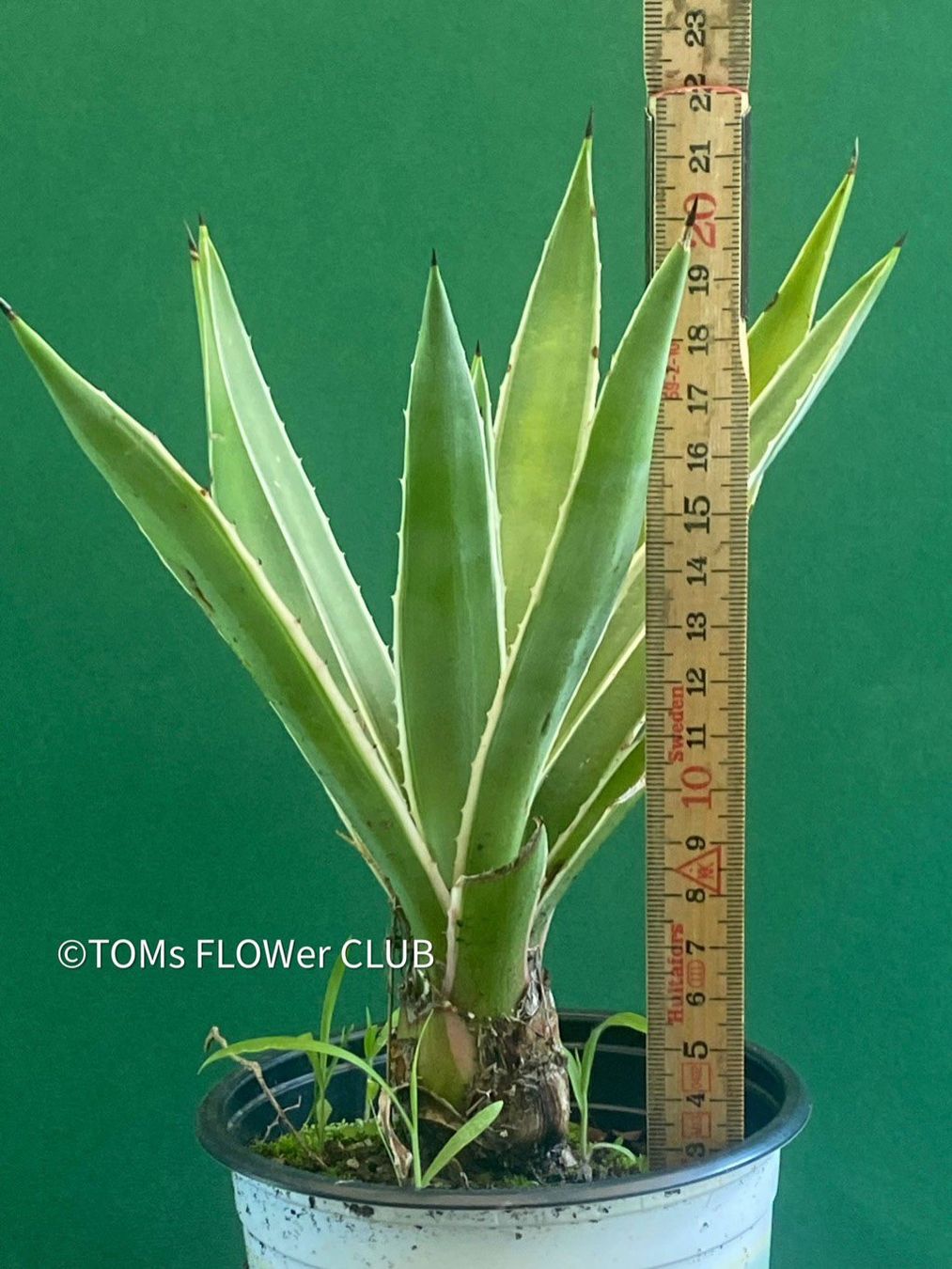 Piante & sementi: Agave Angustifolia Marginata - Sonne liebend – Nuovo e nell'imballaggio originale da Adliswil venduto da astom369 2