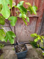 Bio Feigenbaum Höhe mit Topf ca. 100cm (14)