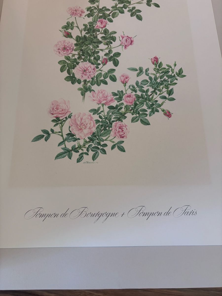 Dipinti: Kunstdrucke Botanische Rosen – Usato da Weiach venduto da Larissa130 3