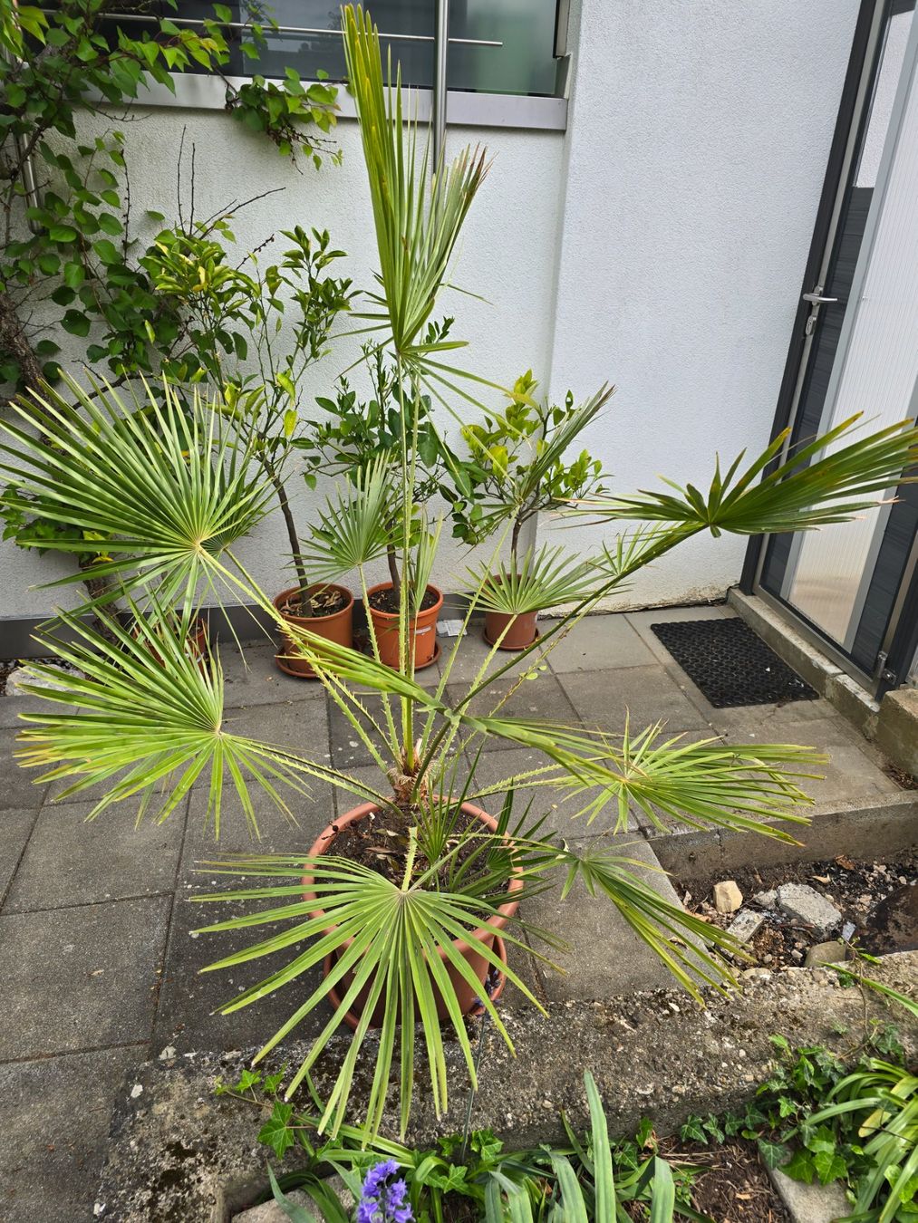 Piante & sementi: Chamaerops Humilis Palme – Usato da Aarburg venduto da popkorn65 3