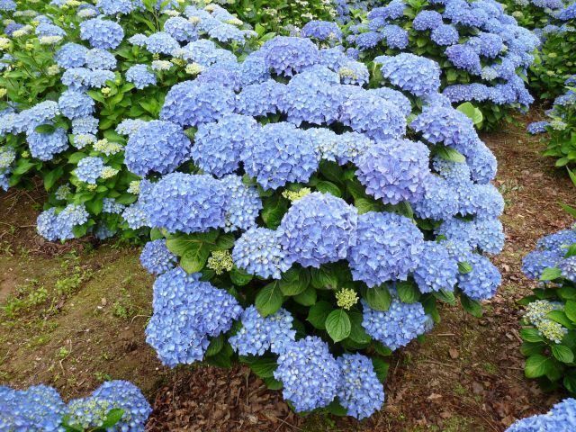 Piante & sementi: Hortensia 'Adria'   20cm – Nuovo (secondo la descrizione) da Bremblens venduto da FIBONACCI369 4